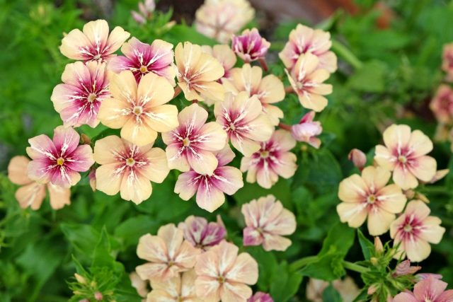 Флокс «Крем Брюле» (Phlox drummondii 'Creme Brulee')