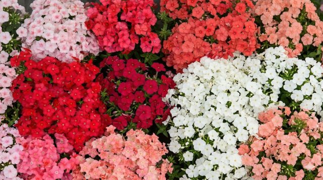 Флоксы серии «Этник» отличаются компактными шаровидными кустами и яркими контрастными окрасками. Небольшие цветки часто имеют тёмный глазок или штрихи, поэтому посадки выглядят особенно выразительно.