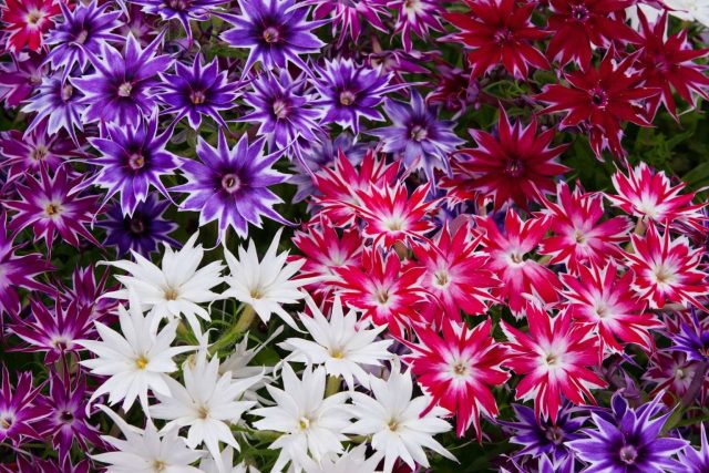 Серия флоксов «Попстарс» — одна из самых компактных среди современных гибридов флокса Друммонда.