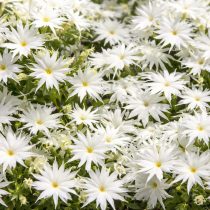 «Попстарс Уайт»