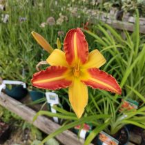 Лилейник «Франс Хальс» (Hemerocallis 'Frans Hals')