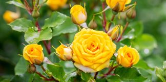 Гид по лучшим новинкам роз от ведущих европейских питомников