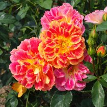 Роза флорибунда «Ла Бурбоннез» (Rosa ‘La Bourbonnaise’)