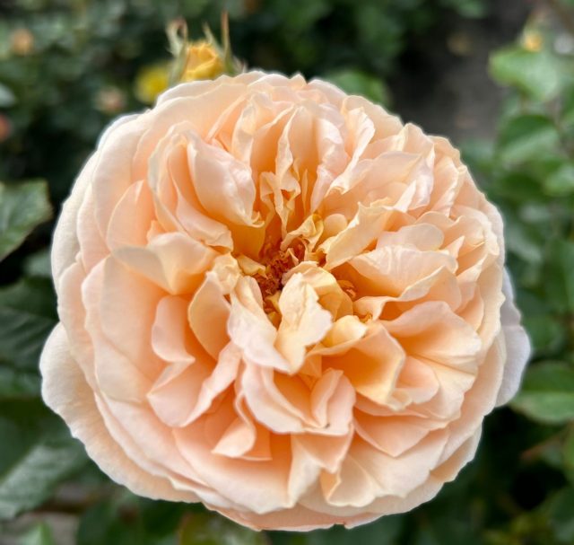 Роза чайно-гибридная «Марципан» (Rosa ‘Marzipan’)