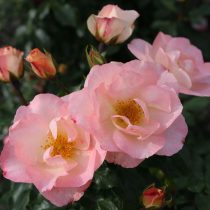 Роза флорибунда «Зауберхафт» (Rosa ‘Zauberhaft’)