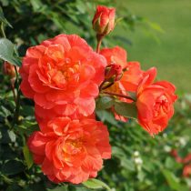 Роза плетистая миниатюрная «Старлет Бьюти Элла» (Rosa ‘Starlet Beauty Ella’)