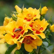 Роза гибрид персидской «Ориента Миля» (Rosa ‘Orienta Milya’)