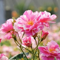 Роза кустовая «Зе Кингс Роуз» (Rosa ‘The King’s Rose’)