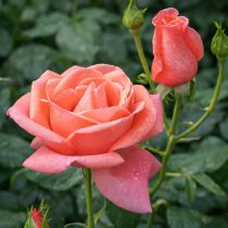 Роза флорибунда «Кэтринс Роуз» (Rosa ‘Catherine’s Rose’)