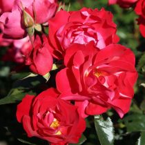 Роза шраб «БлютенРейн» (Rosa ‘BlutenRhein’)