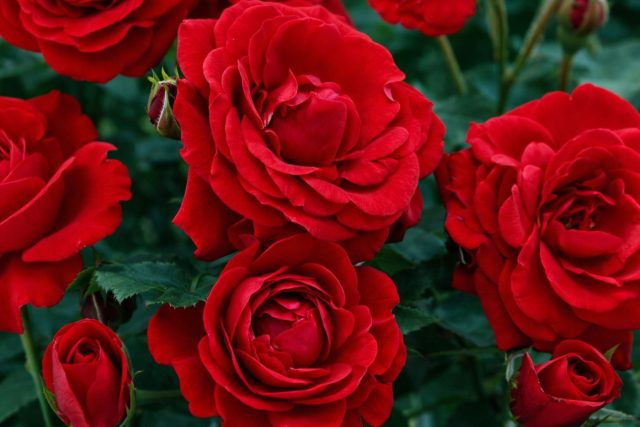 Роза флорибунда «Кортина» (Rosa ‘Cortina’)