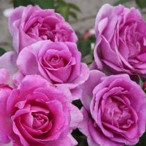 Роза флорибунда «Кливия» (Rosa ‘Clivia’)