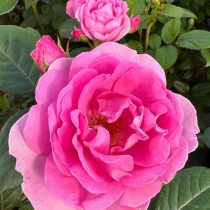 Роза флорибунда «Европа Донна» (Rosa ‘Europa Donna’)