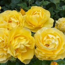 Роза флорибунда «Хиа камс зе сан» (Rosa ‘Here comes the sun’)