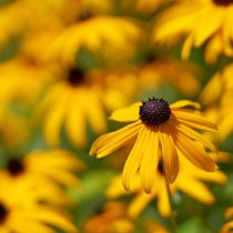 Рудбекия «Гольдштурм» (Rudbeckia 'Goldsturm')