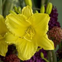 Лилейник «Хэппи Ретёнс» (Hemerocallis 'Happy Returns')