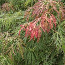«Айс Драгон» (Acer pseudosieboldianum ‘Ice Dragon’)