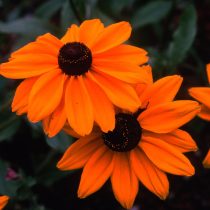Рудбекия «Индиан Саммер» (Rudbeckia 'Indian Summer')