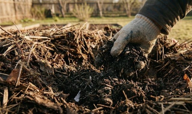 В лунку добавляют смесь земли и компоста, а также немного золы. Это создаёт переходную среду и даёт стартовое питание для роста и завязывания плодов. В лунку добавляют смесь земли и компоста, а также немного золы. Это создаёт переходную среду и даёт стартовое питание для роста и завязывания плодов.