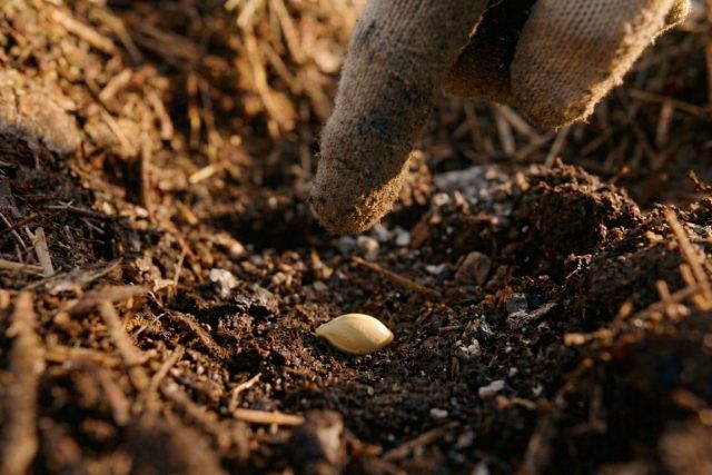 В каждую лунку кладут 2–3 семечка, чтобы гарантировать всходы. После появления настоящих листьев оставляют самый сильный росток, остальные аккуратно срезают. В каждую лунку кладут 2–3 семечка, чтобы гарантировать всходы. После появления настоящих листьев оставляют самый сильный росток, остальные аккуратно срезают.