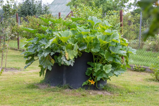 Кабачки на компосте получают всё сразу: стабильное питание, тепло изнутри кучи, влагу и воздух. Корни растут глубже и мощнее, растение не испытывает стрессов и быстрее развивается, что напрямую даёт более ранний и стабильный урожай. Кабачки на компосте получают всё сразу: стабильное питание, тепло изнутри кучи, влагу и воздух. Корни растут глубже и мощнее, растение не испытывает стрессов и быстрее развивается, что напрямую даёт более ранний и стабильный урожай.