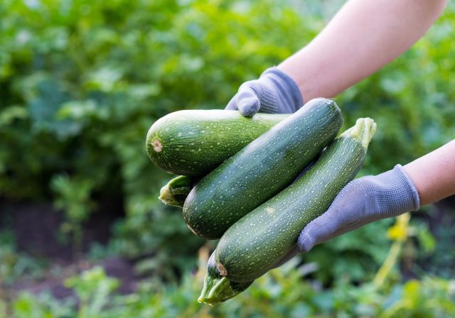 Урожай с компоста выше примерно на треть. При этом плодоношение более стабильное, без резких спадов в течение сезона. Урожай с компоста выше примерно на треть. При этом плодоношение более стабильное, без резких спадов в течение сезона.