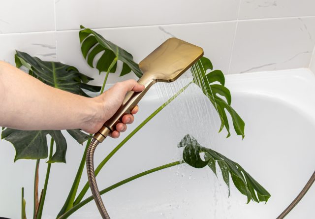 Тёплый душ или протирка листьев помогает резко снизить численность клеща. Уделяйте внимание нижней стороне листьев и обязательно изолируйте растение после процедуры. Тёплый душ или протирка листьев помогает резко снизить численность клеща. Уделяйте внимание нижней стороне листьев и обязательно изолируйте растение после процедуры.