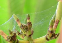 Как гарантированно победить паутинного клеща на комнатных растениях?