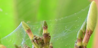 Как гарантированно победить паутинного клеща на комнатных растениях? Как гарантированно победить паутинного клеща на комнатных растениях?
