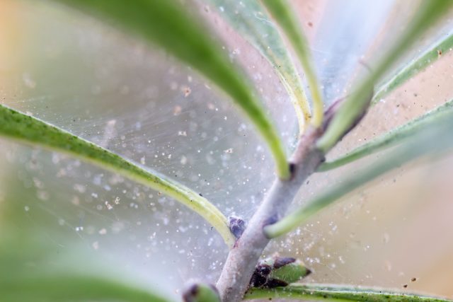 Сухой и тёплый воздух ускоряет размножение клеща. Повышение влажности, проветривание и умеренная температура заметно снижают скорость развития колонии. Сухой и тёплый воздух ускоряет размножение клеща. Повышение влажности, проветривание и умеренная температура заметно снижают скорость развития колонии.