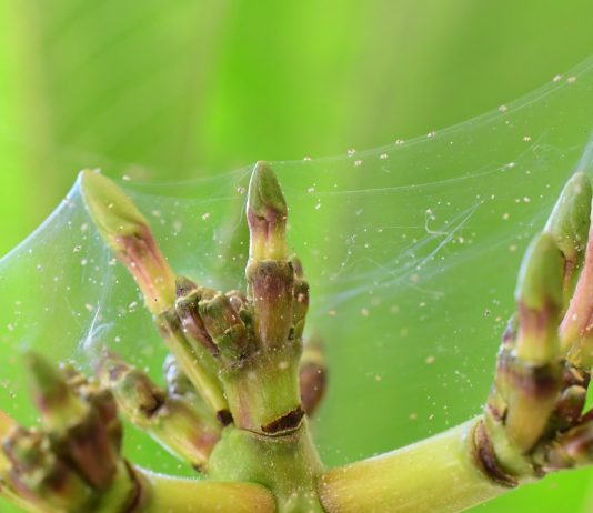 Как гарантированно победить паутинного клеща на комнатных растениях?