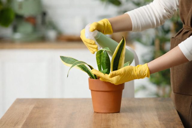 После очистки применяют акарицид, тщательно смачивая листья с обеих сторон. Особенно важно обработать скрытые зоны — пазухи, стебли и нижнюю сторону листьев. После очистки применяют акарицид, тщательно смачивая листья с обеих сторон. Особенно важно обработать скрытые зоны — пазухи, стебли и нижнюю сторону листьев.