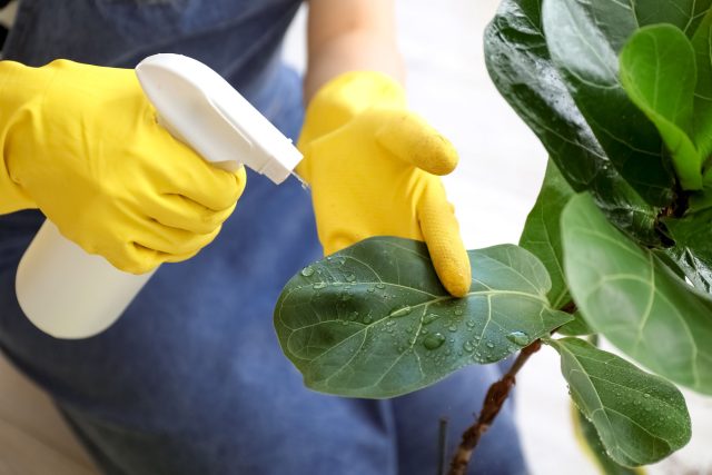 Фитоверм, Акарин, Вертимек и Санмайт работают по-разному, но требуют повторов. Для устойчивого результата препараты лучше чередовать, чтобы избежать привыкания клеща. Фитоверм, Акарин, Вертимек и Санмайт работают по-разному, но требуют повторов. Для устойчивого результата препараты лучше чередовать, чтобы избежать привыкания клеща.