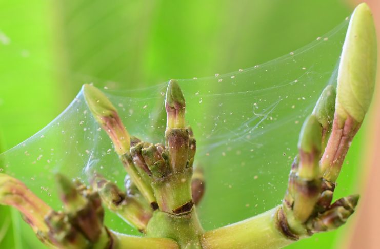 Как гарантированно победить паутинного клеща на комнатных растениях? Как гарантированно победить паутинного клеща на комнатных растениях?