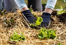 7 способов применять солому в огороде, которые упростят вам жизнь