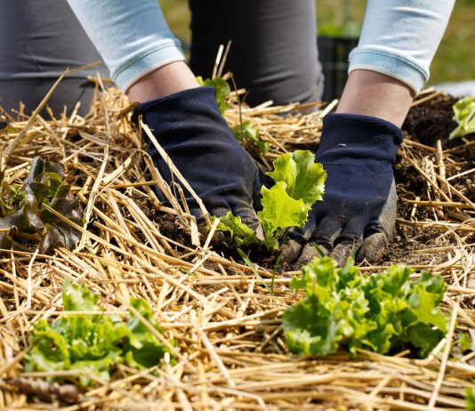 7 способов применять солому в огороде, которые упростят вам жизнь