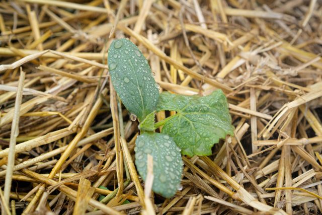 Рассаду мульчируют сразу после высадки, создавая барьер от почвенных инфекций. Посевы закрывают только после появления всходов, иначе солома перекроет свет и остановит развитие.