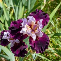 «Вампирина» (Iris ‘Vampirina’)