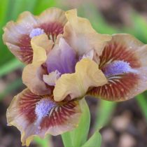 «Энтси» (Iris ‘Antsy’)