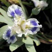 «Твинкл Литтл Стар» (Iris ‘Twinkle Little Star’)