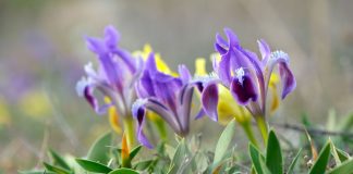 Как карликовые ирисы покорили мой сад?