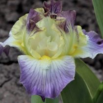 «Маус Зэт Роард» (Iris ‘Mouse That Roared’)