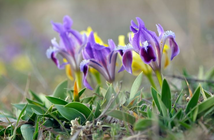 Как карликовые ирисы покорили мой сад?