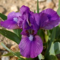 «Грейп Лет» (Iris ‘Grape let’)
