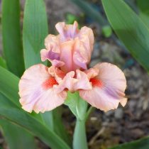 «Тропикал» (Iris ‘Tropical’)