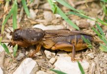Как надёжно избавиться от медведки в саду?