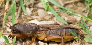 Как надёжно избавиться от медведки в саду?