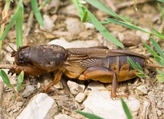 Как надёжно избавиться от медведки в саду?