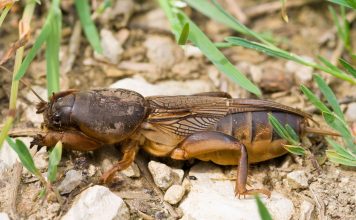 Как надёжно избавиться от медведки в саду? Как надёжно избавиться от медведки в саду?