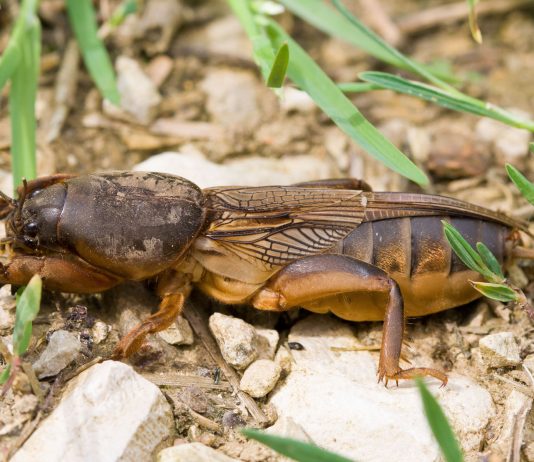 Как надёжно избавиться от медведки в саду? - Сад и огород Как надёжно избавиться от медведки в саду?